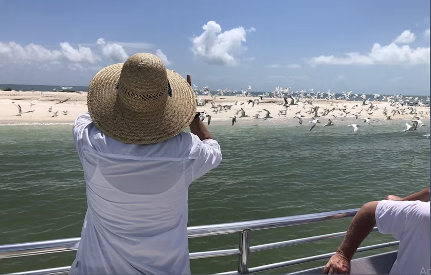 Marco Island dolphin and shelling boat tour - Image 4